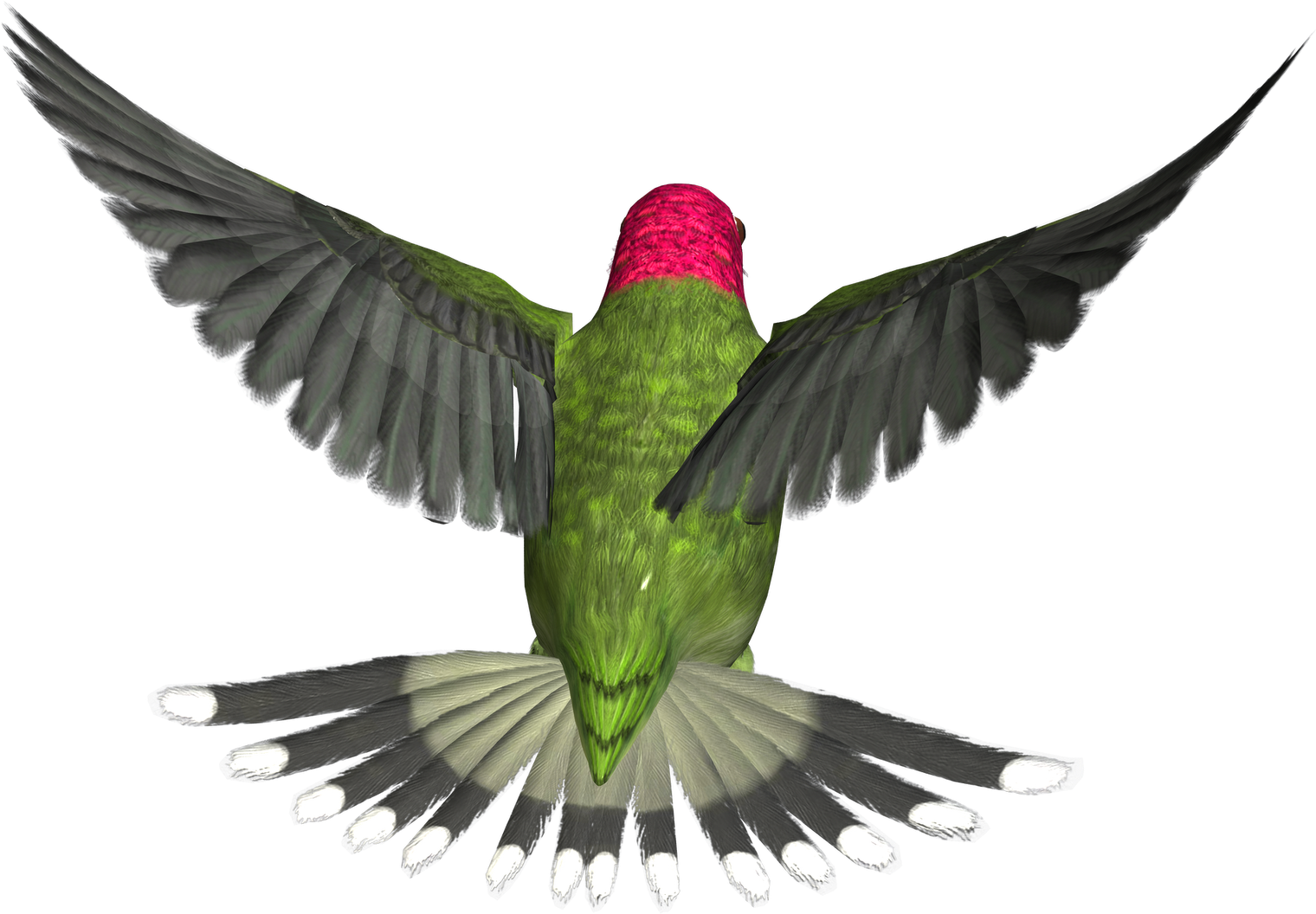 Hummingbird Tattoos PNG Clipart Background