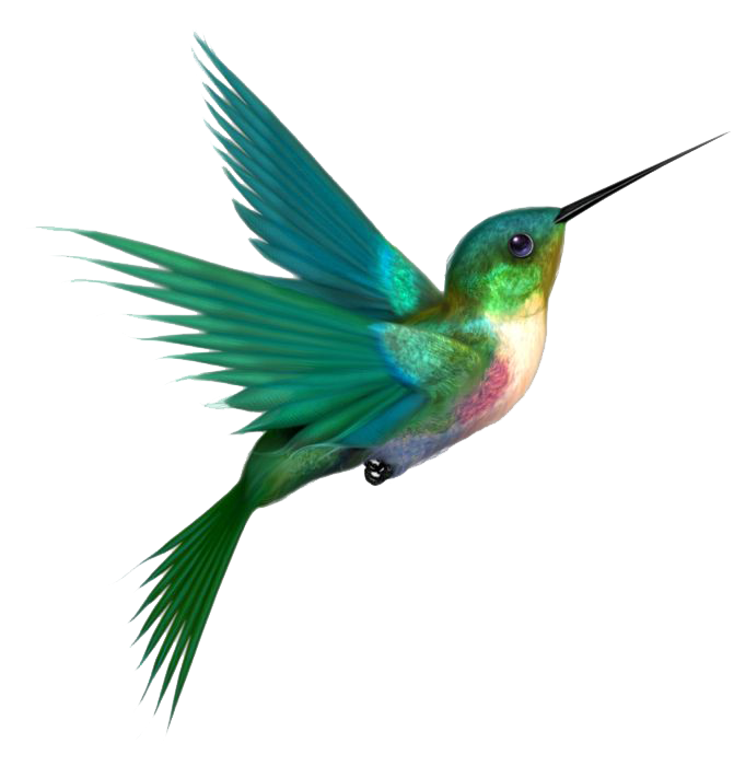 Hummingbird Tattoos PNG Free File Download