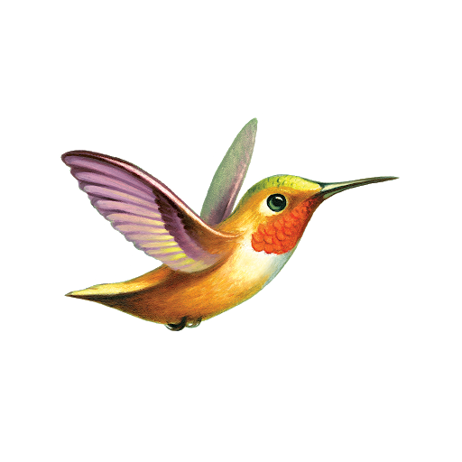 Hummingbird Tattoos Transparent Background