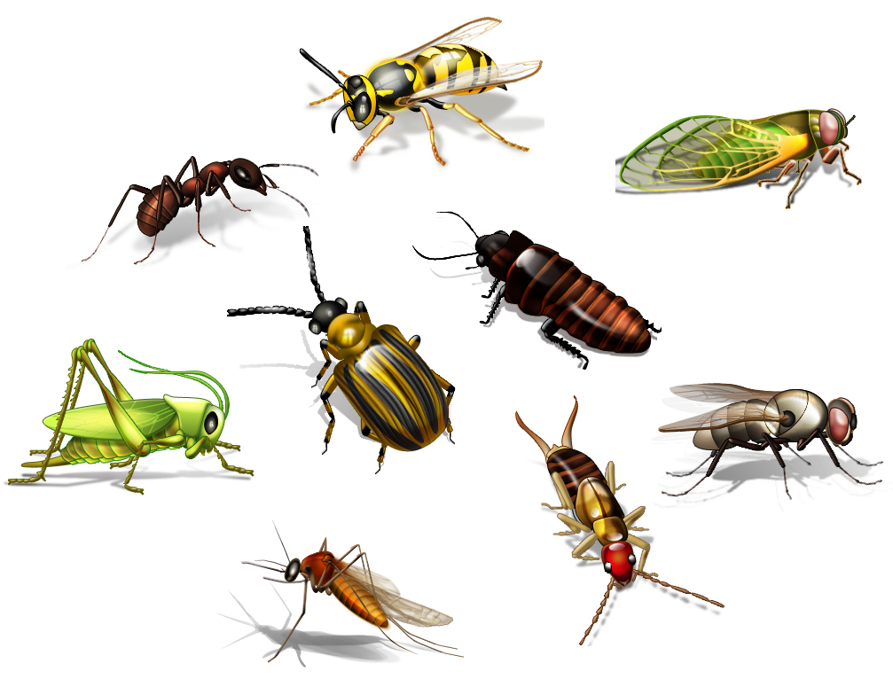 Insect Background PNG Image