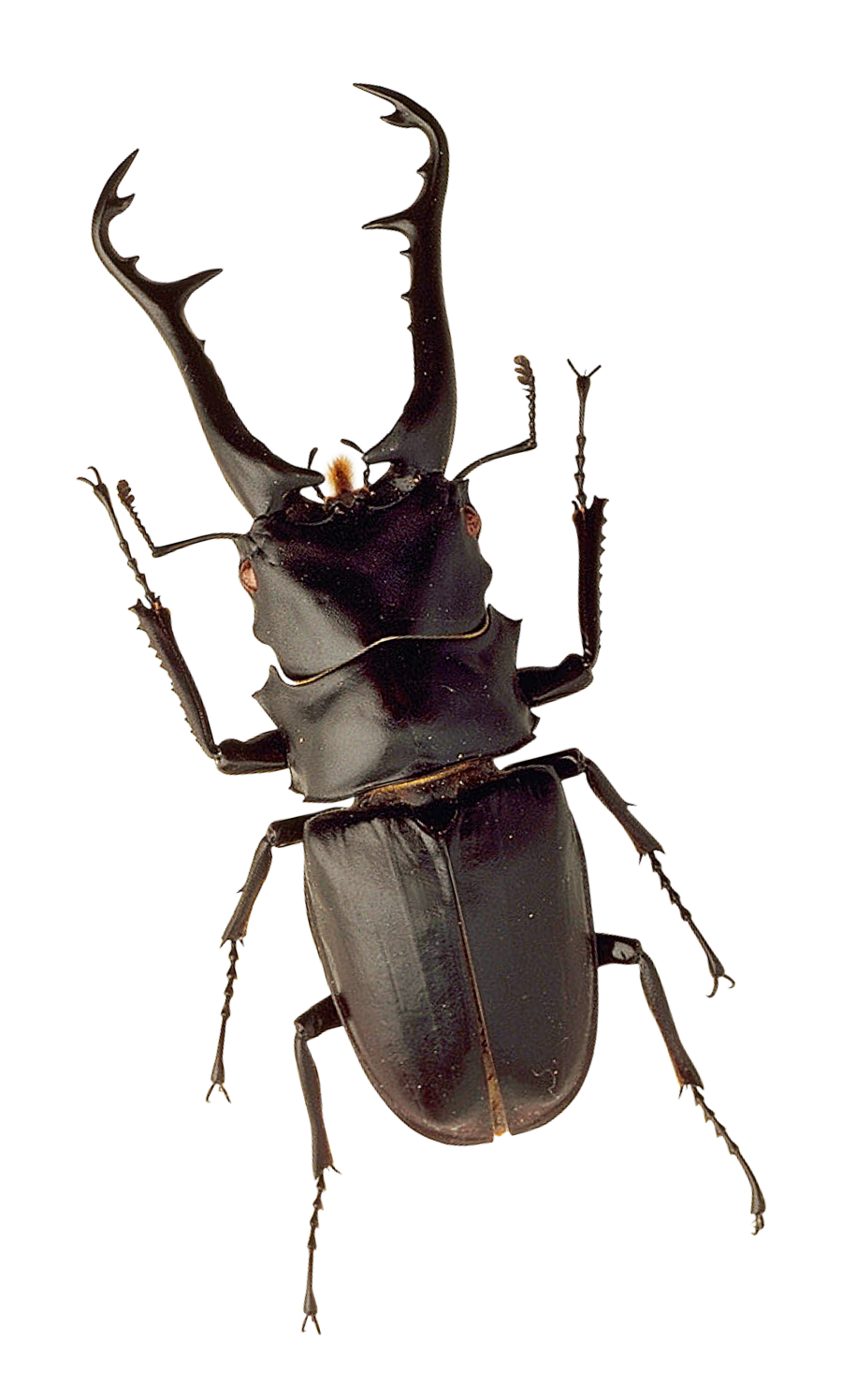 Insect Bug Free PNG