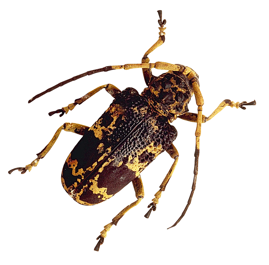 Insect Bug PNG Images HD