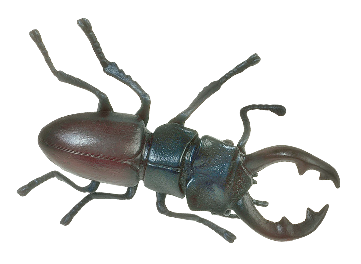 Insect Bug PNG Photos