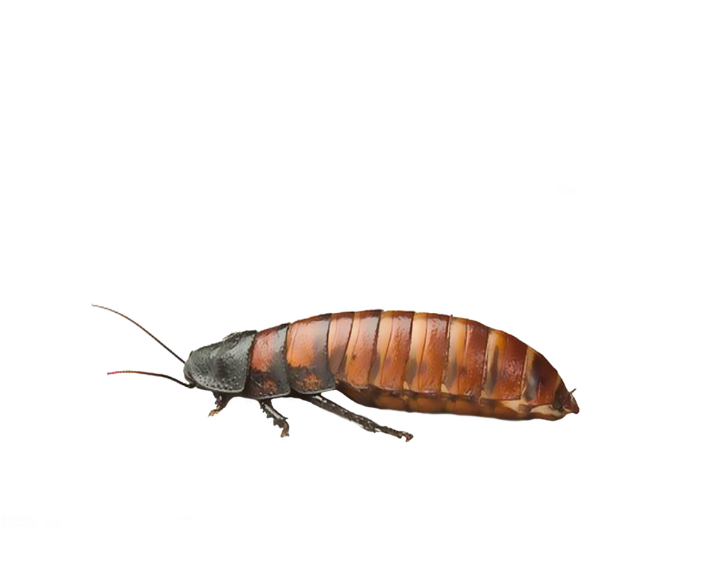 Insect Bug Transparent Background