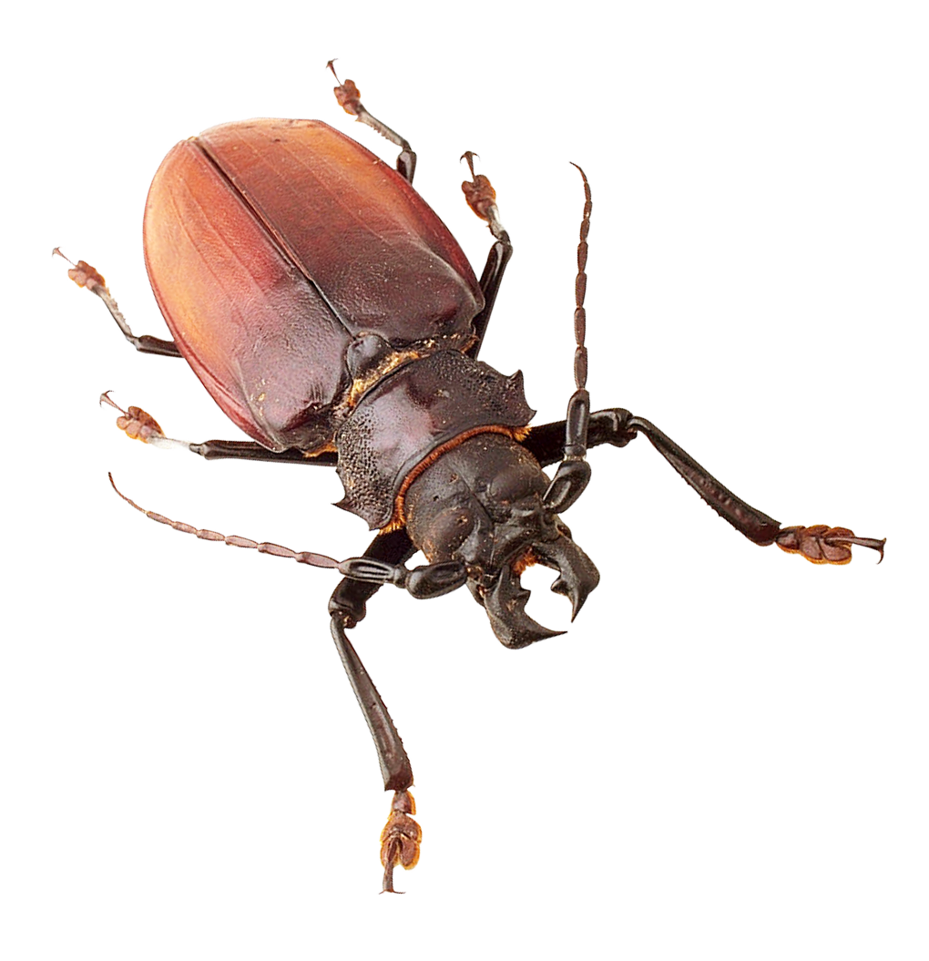 Insect Bug Transparent File