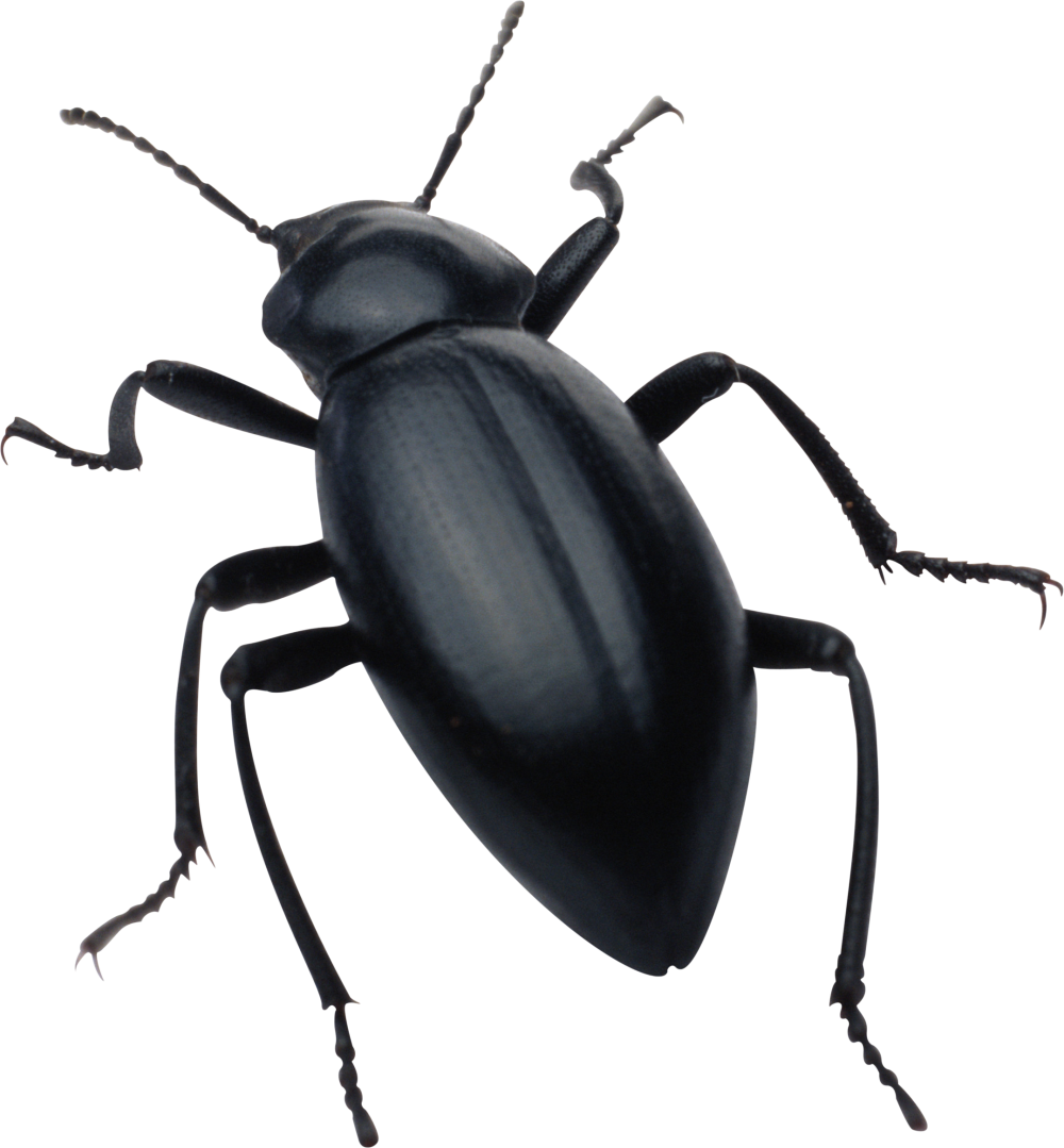 Insect Bug Transparent Free PNG