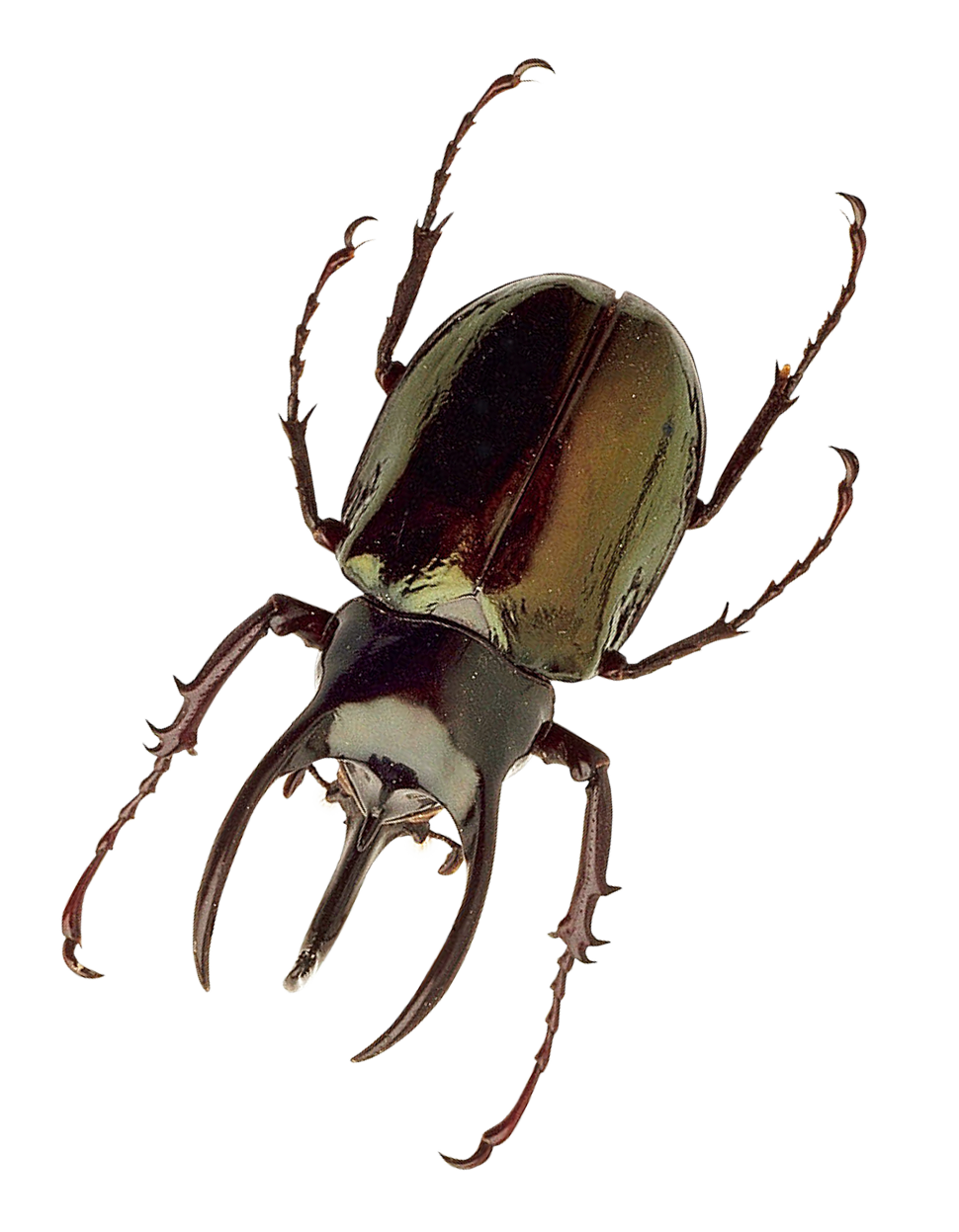 Insect Bug Transparent Image