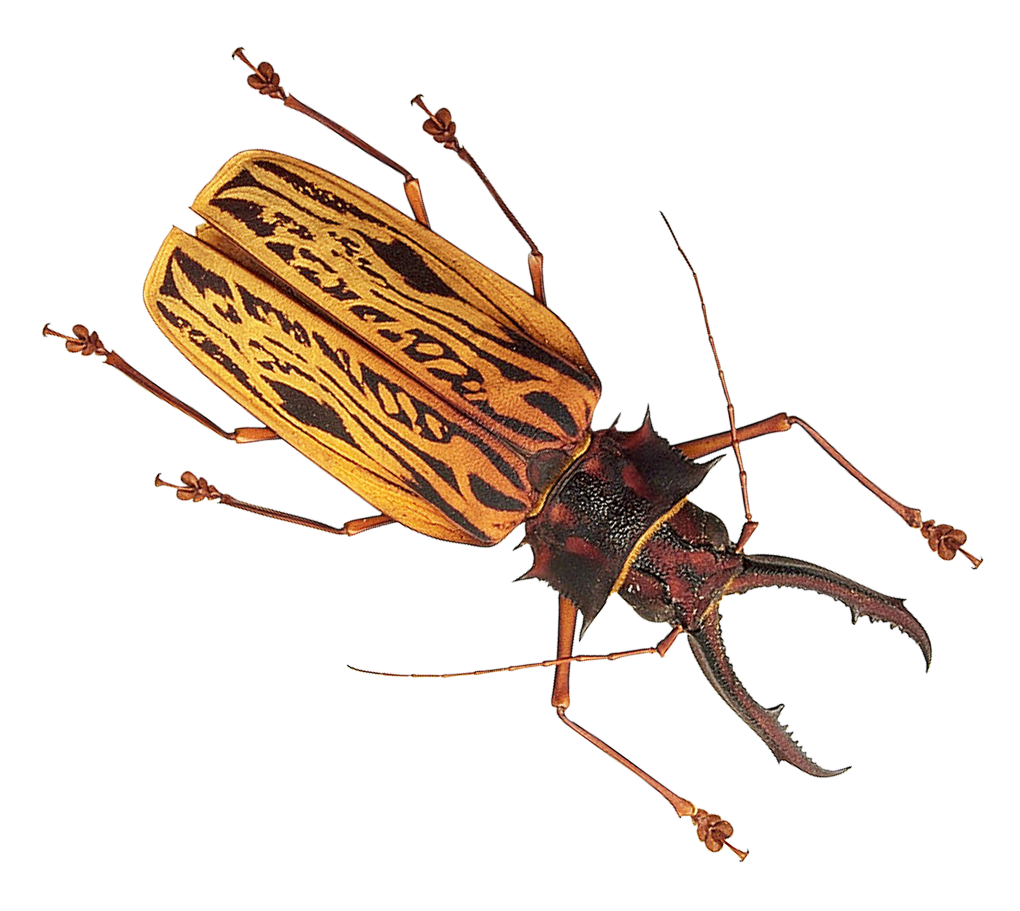 Insect Bug Transparent Images