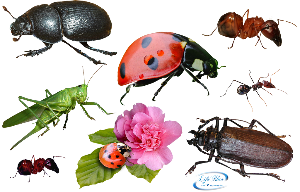 Insect Download Free PNG