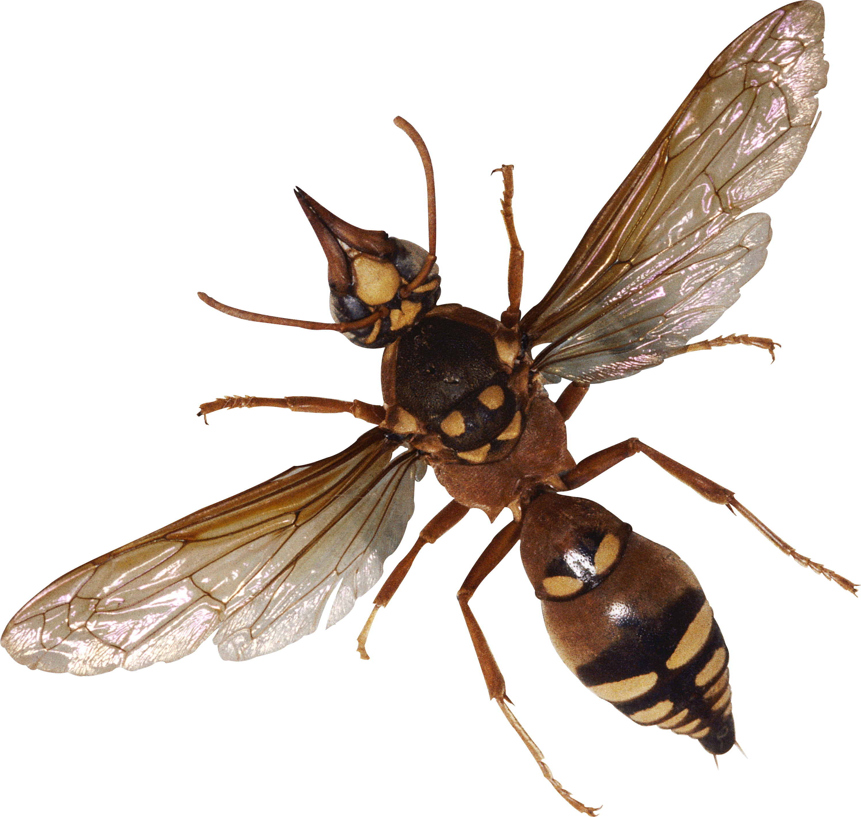 Insect PNG Free File Download