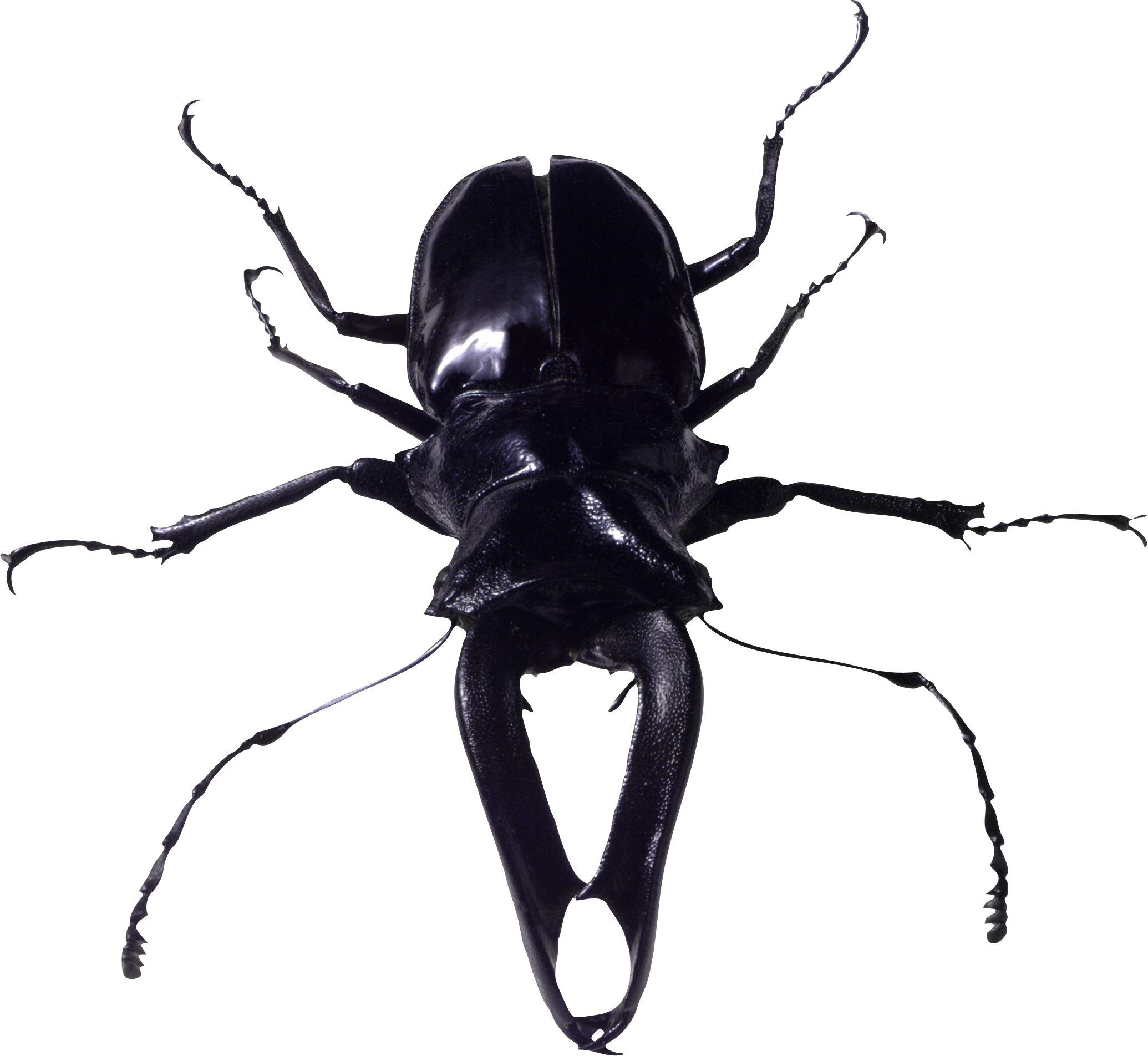 Insect PNG HD Quality