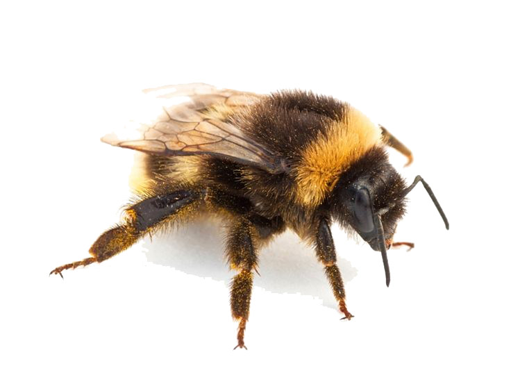 Insect Transparent Free PNG