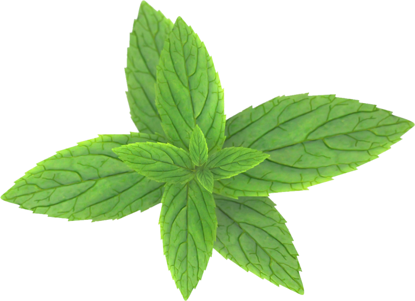 Mint Herb Transparent Free PNG