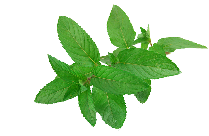 Mint Herb Transparent PNG