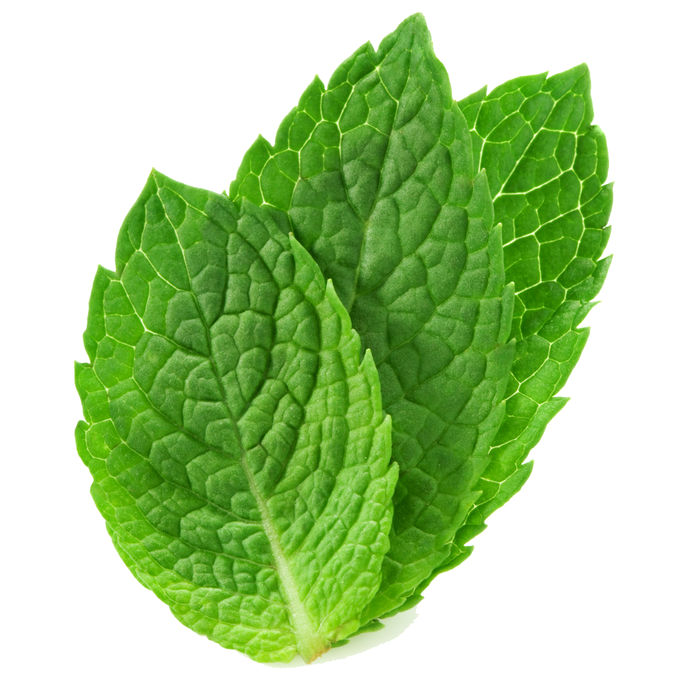 Mint Leaves Download Free PNG