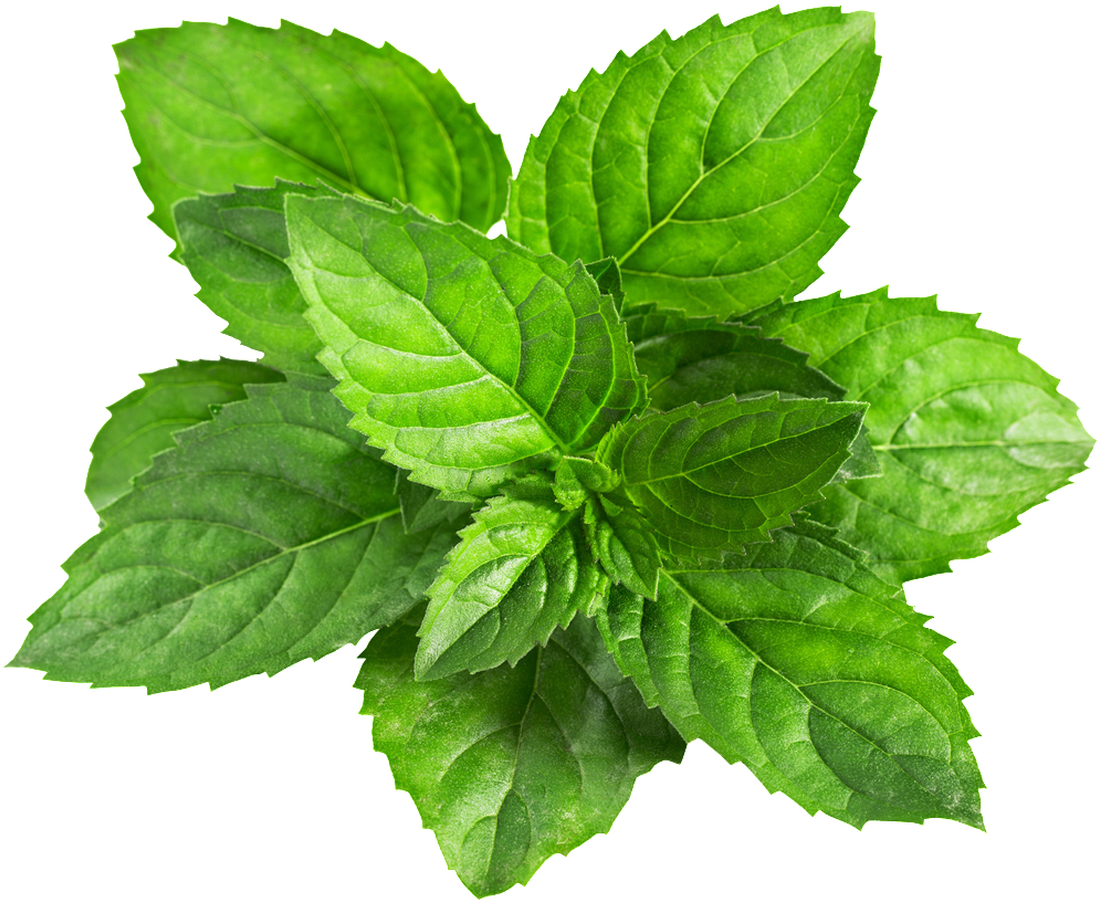 Mint Leaves PNG Clipart Background