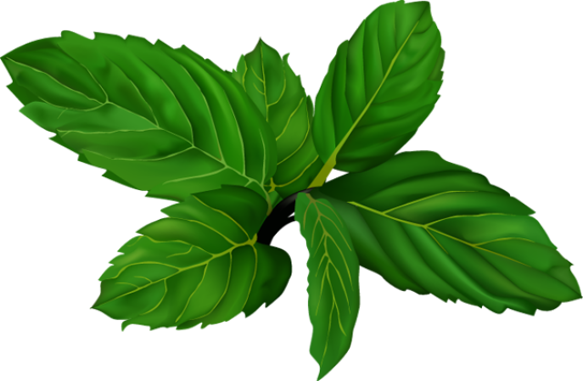 Mint Leaves Transparent Free PNG