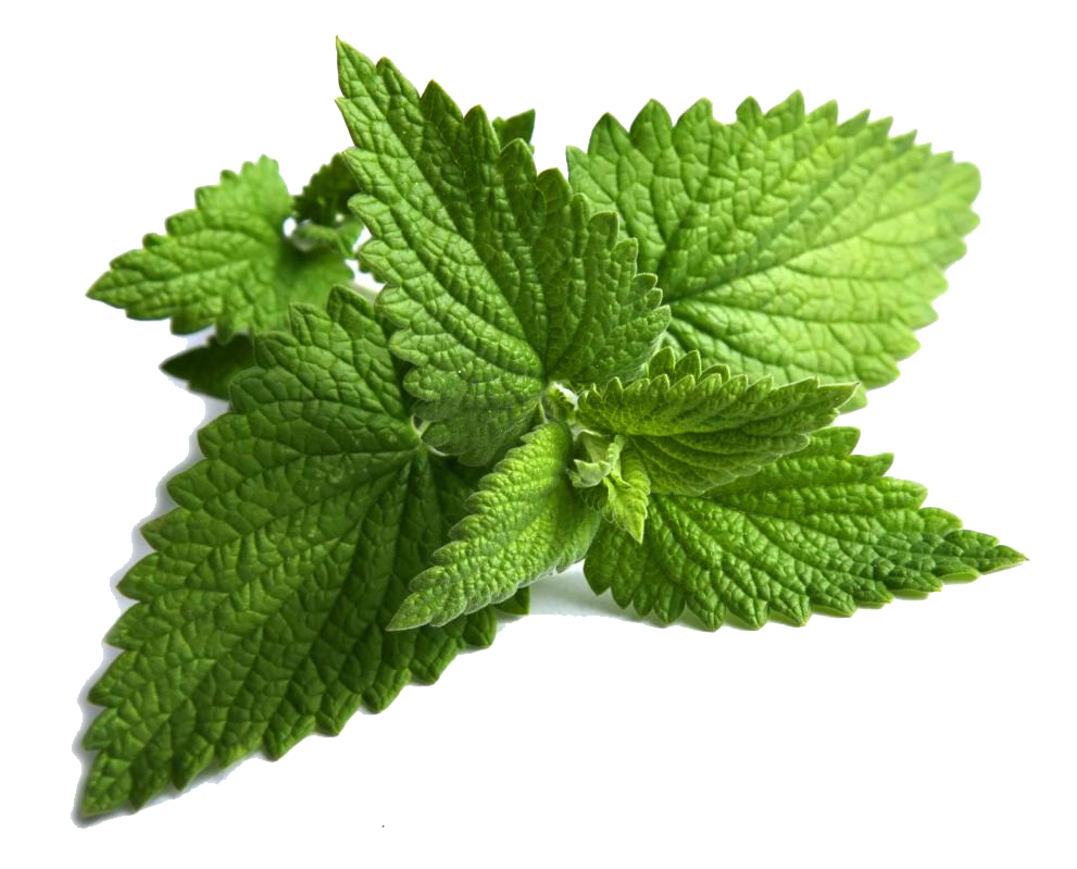 Mint PNG Clipart Background