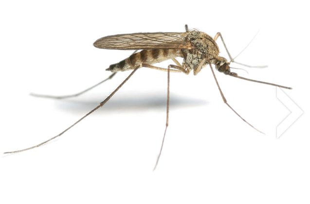Mosquito Face Background PNG Image