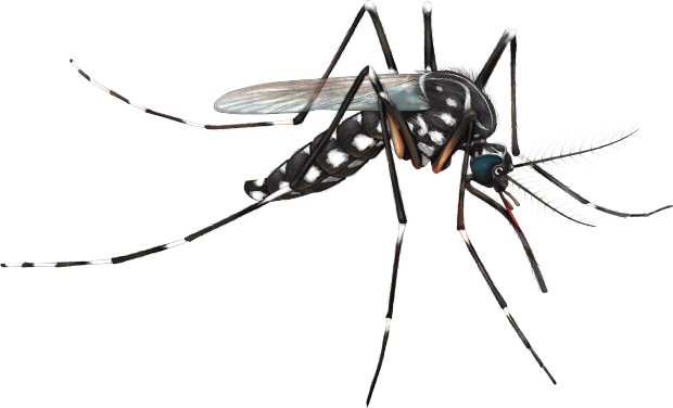 Mosquito Face Transparent PNG