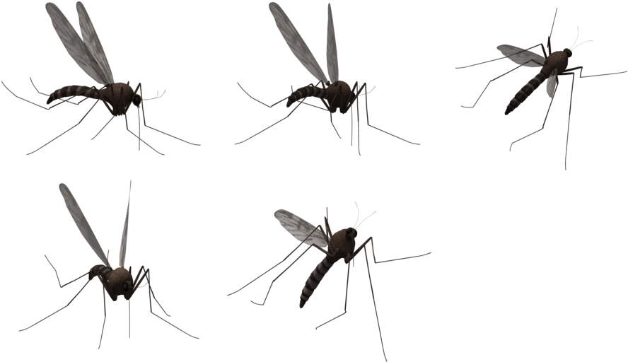 Mosquito Flying PNG Clipart Background