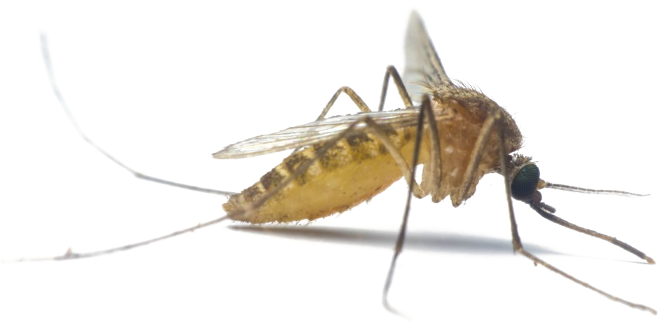Mosquito Free PNG