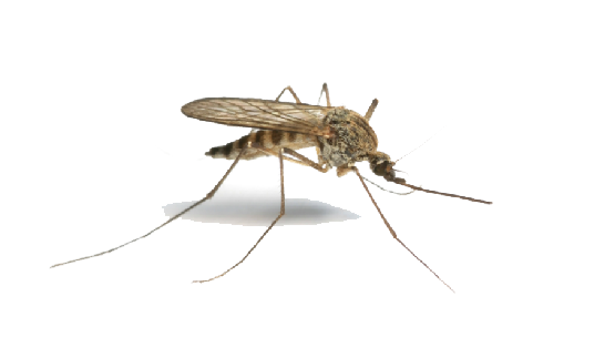 Mosquito PNG Clipart Background