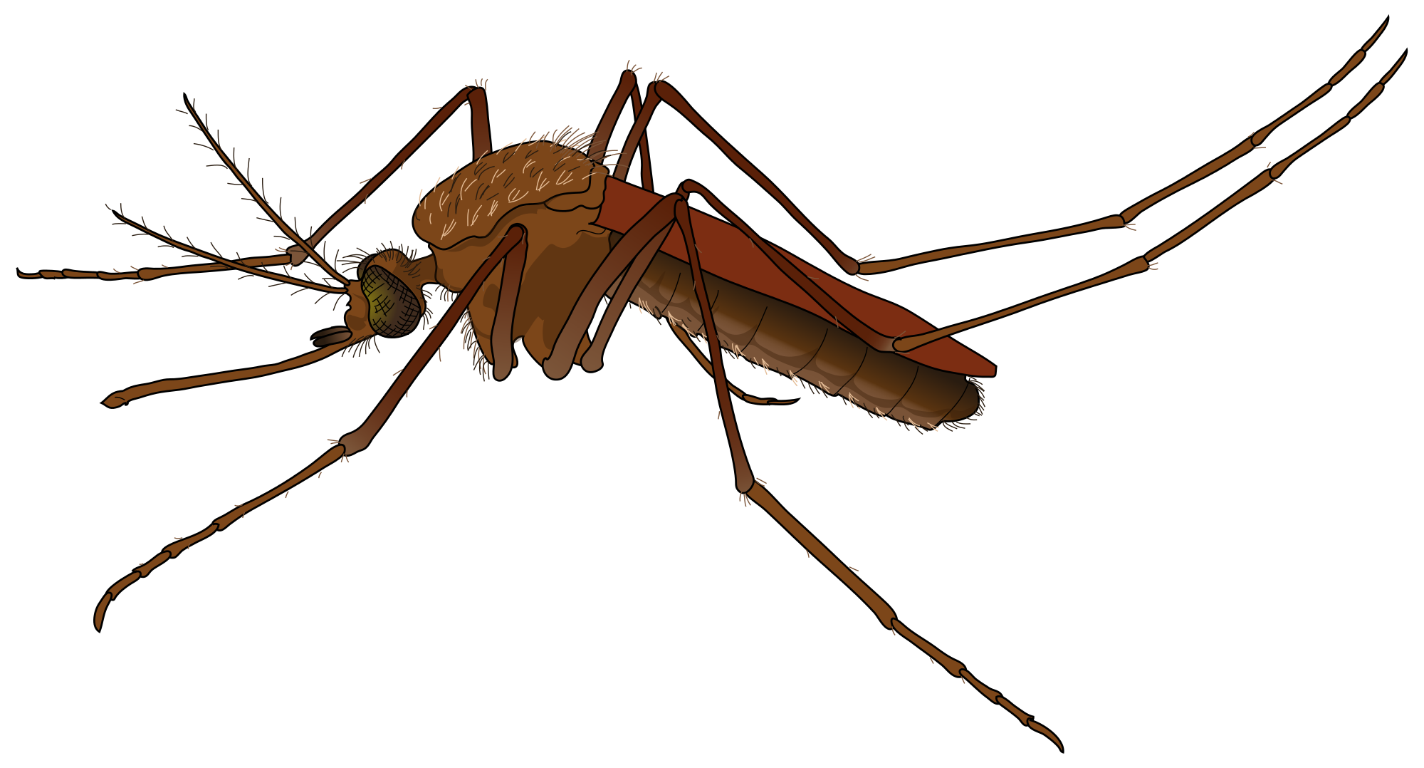 Mosquito PNG HD Quality