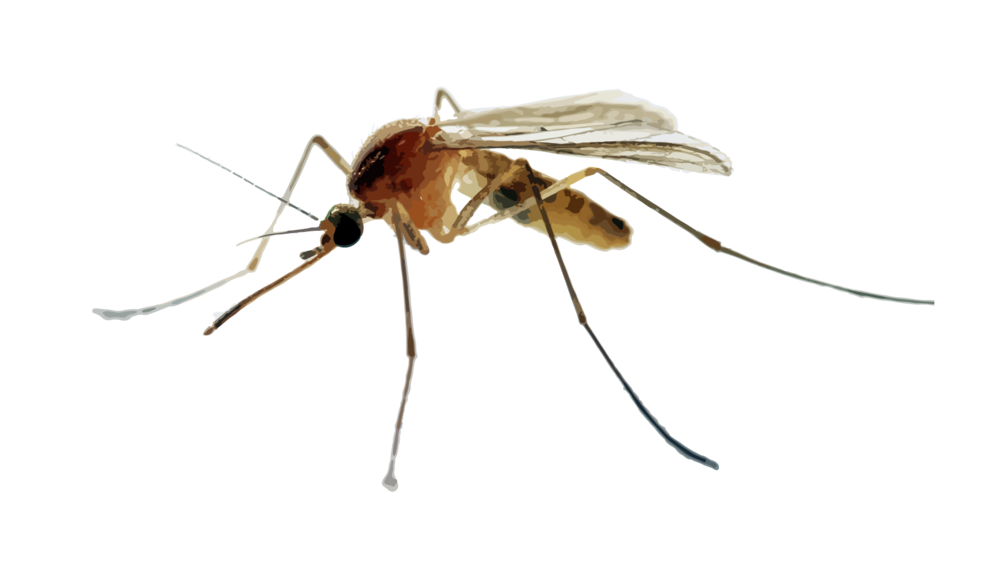 Mosquito PNG Photos