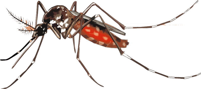 Mosquito Sitting Background PNG Image