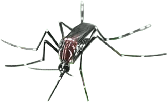 Mosquito Sitting PNG Clipart Background