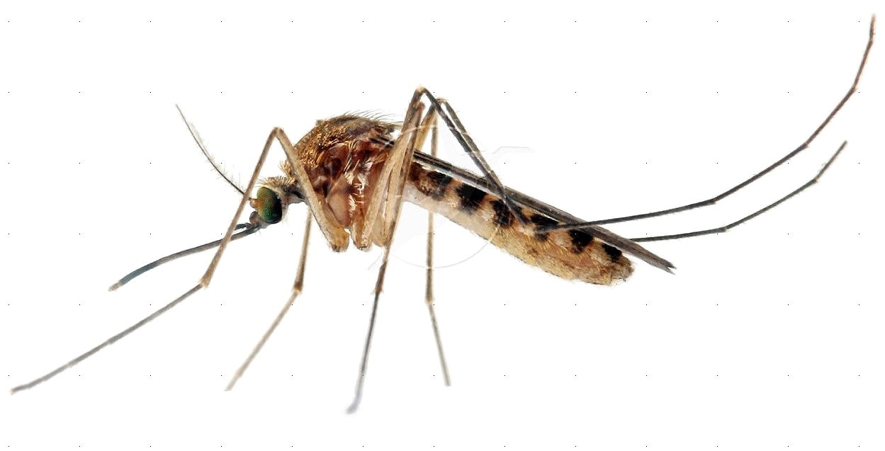 Mosquito Sitting PNG HD Quality