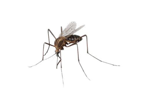 Mosquito Transparent Background