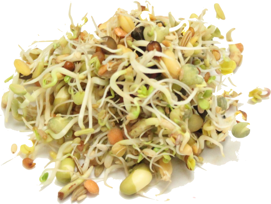 Mung Bean Sprouts PNG Clipart Background