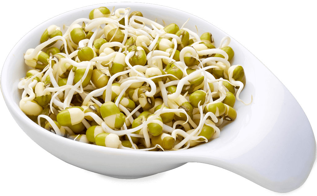 Mung Bean Sprouts PNG HD Quality