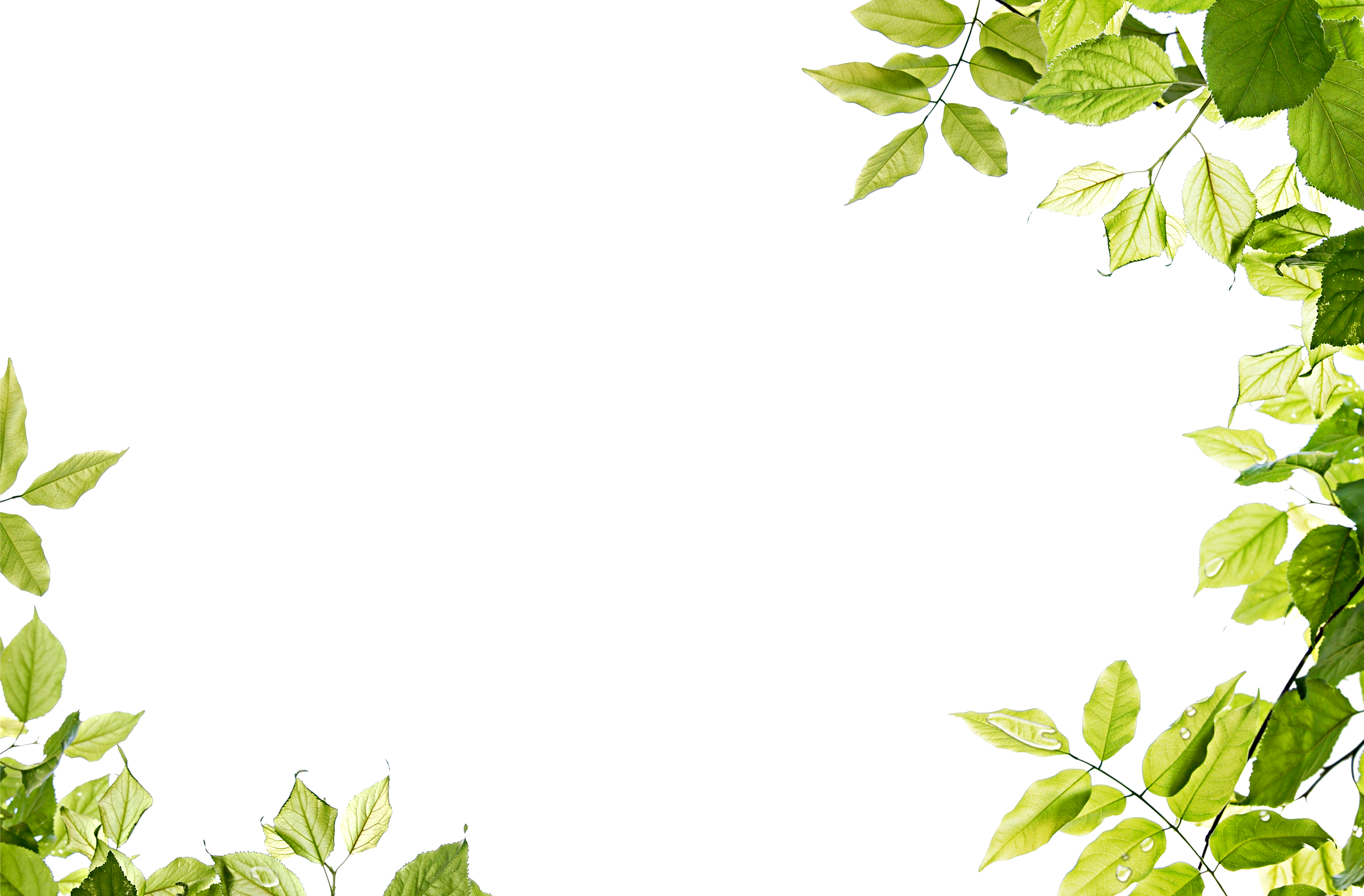 Nature Leaves PNG HD Quality