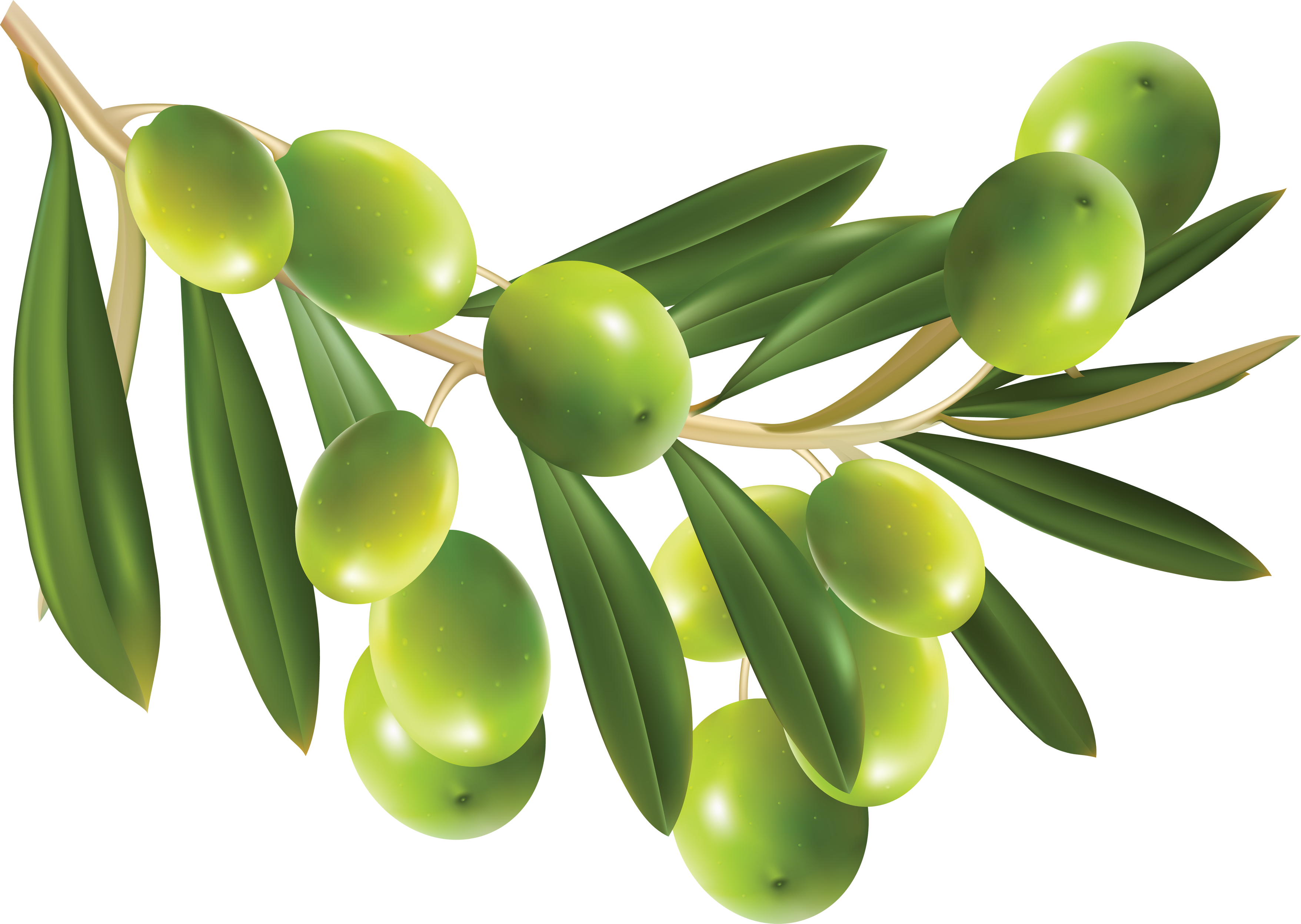 Olive Background PNG Image