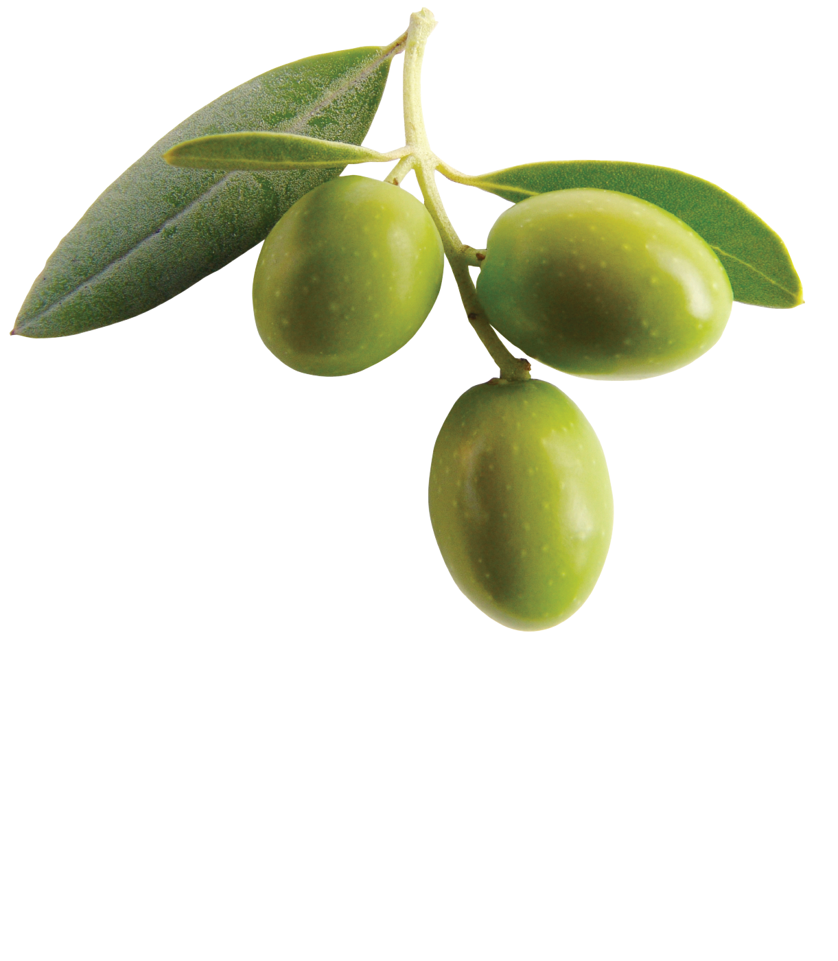 Olive Free PNG
