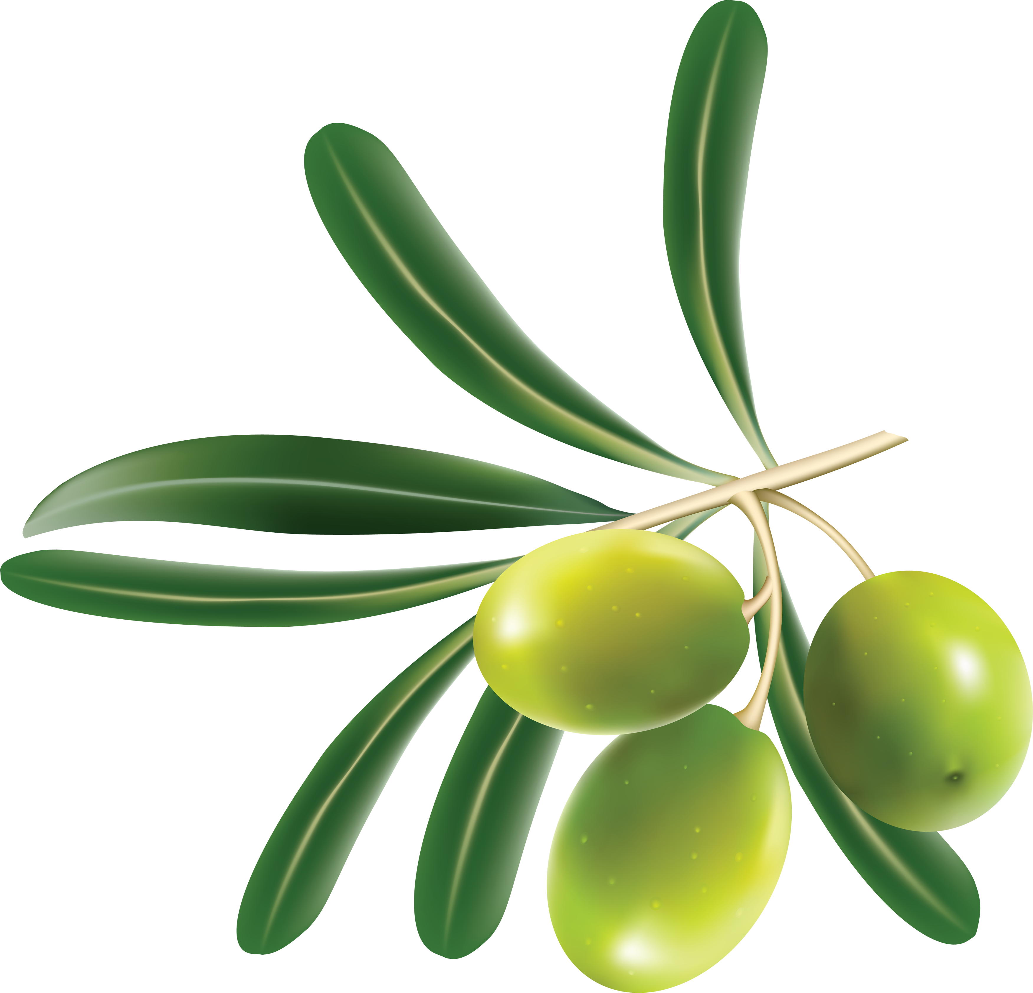 Olive PNG HD Quality