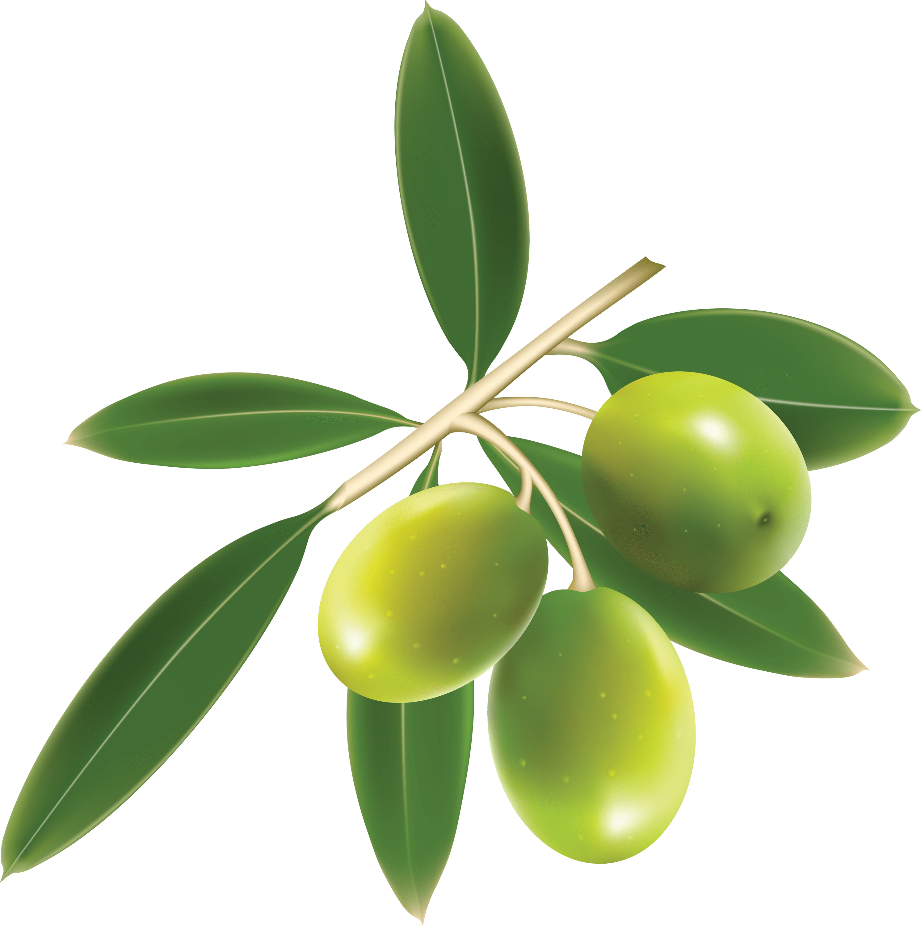 Olive PNG Images HD