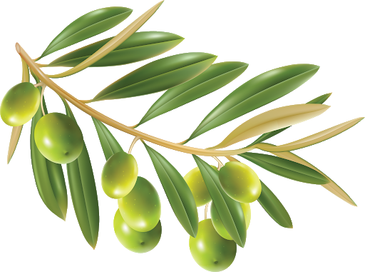 Olive Transparent Free PNG