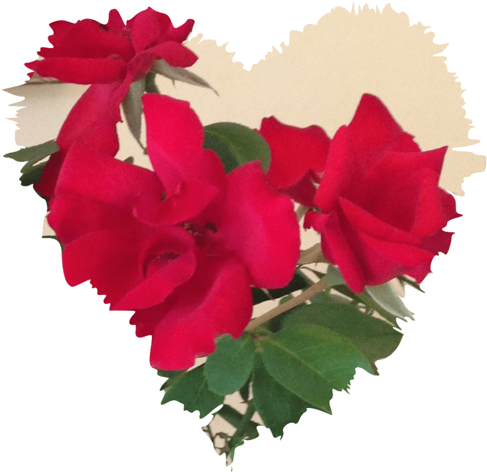 Rose Congratulation Flower Background PNG Image