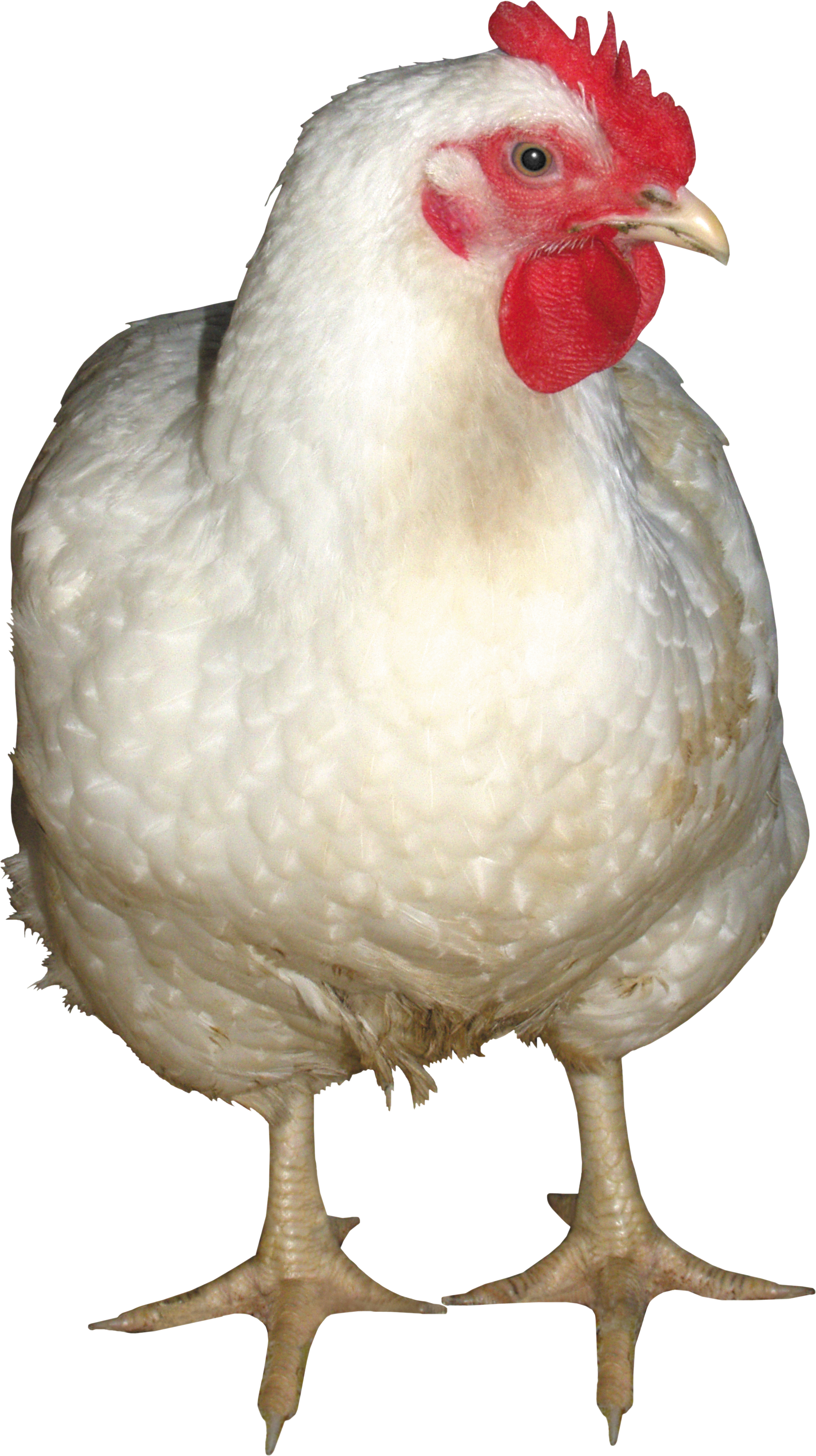 White Hen Background PNG Image