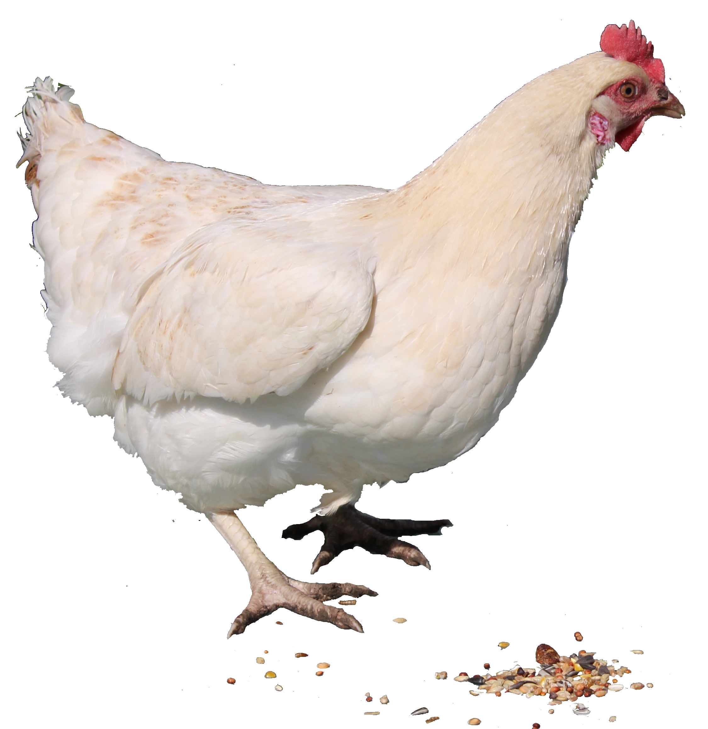 White Hen PNG Clipart Background