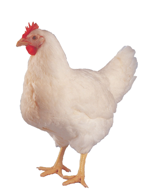 White Hen PNG HD Quality