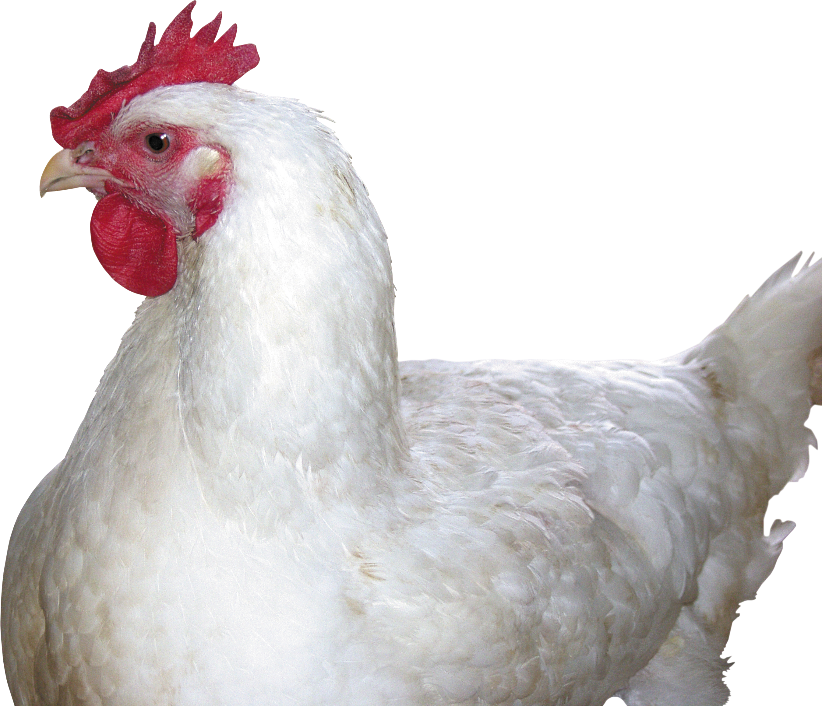 White Hen Transparent PNG