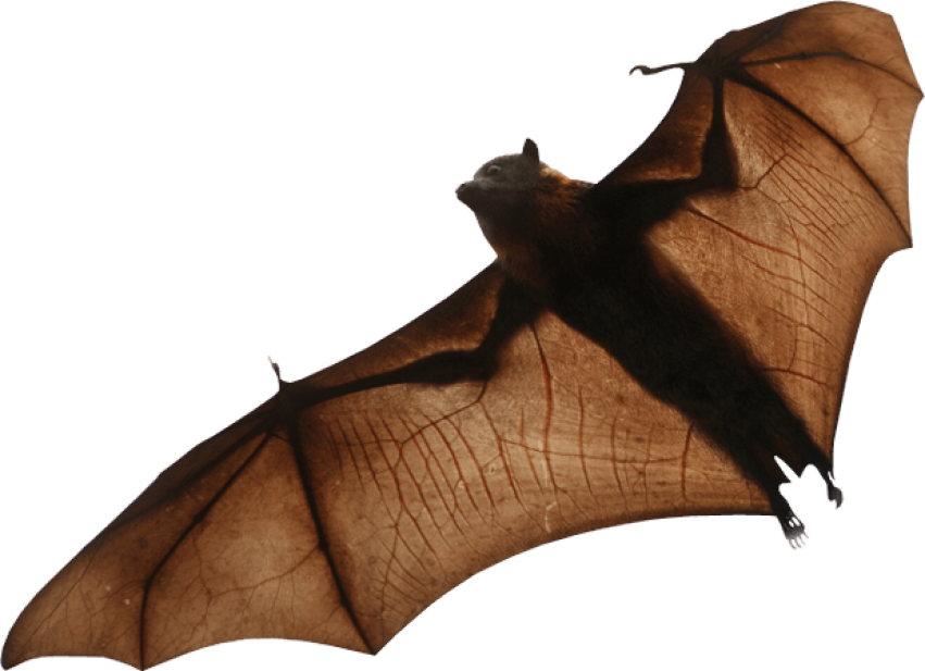 الخفافيش تحميل مجاني PNG