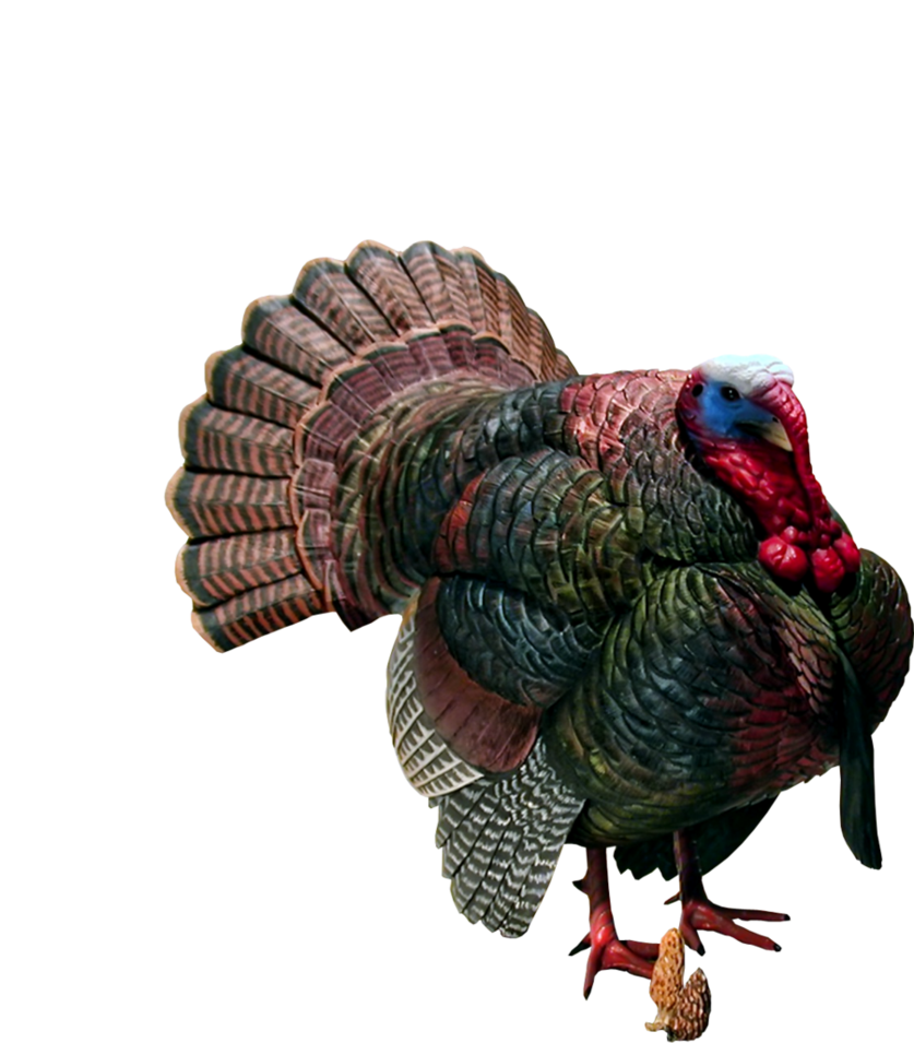 Beautiful Turkey Bird PNG Clipart Background