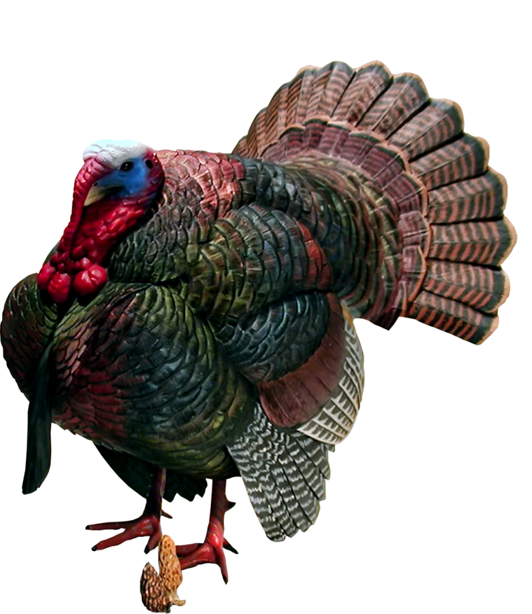 Beautiful Turkey Bird PNG HD Quality
