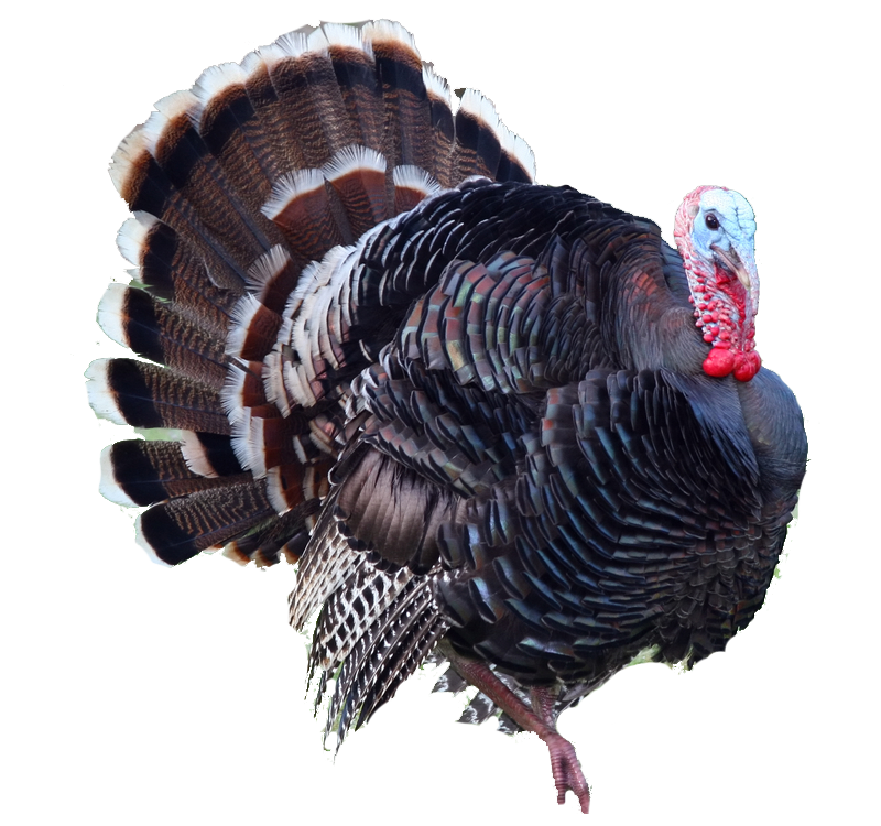 Beautiful Turkey Bird Transparent Background